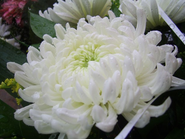 葬儀の花について 菊 株式会社ビットバイビット